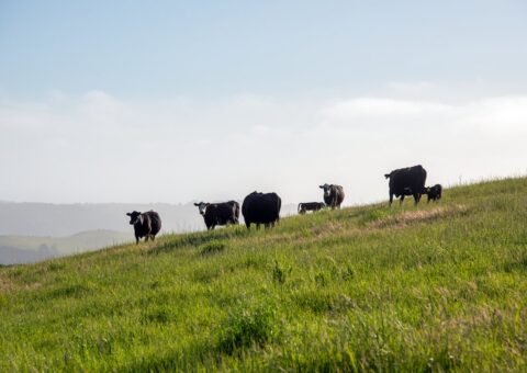 Black cattle grazing on a green hillside at TomKat Ranch