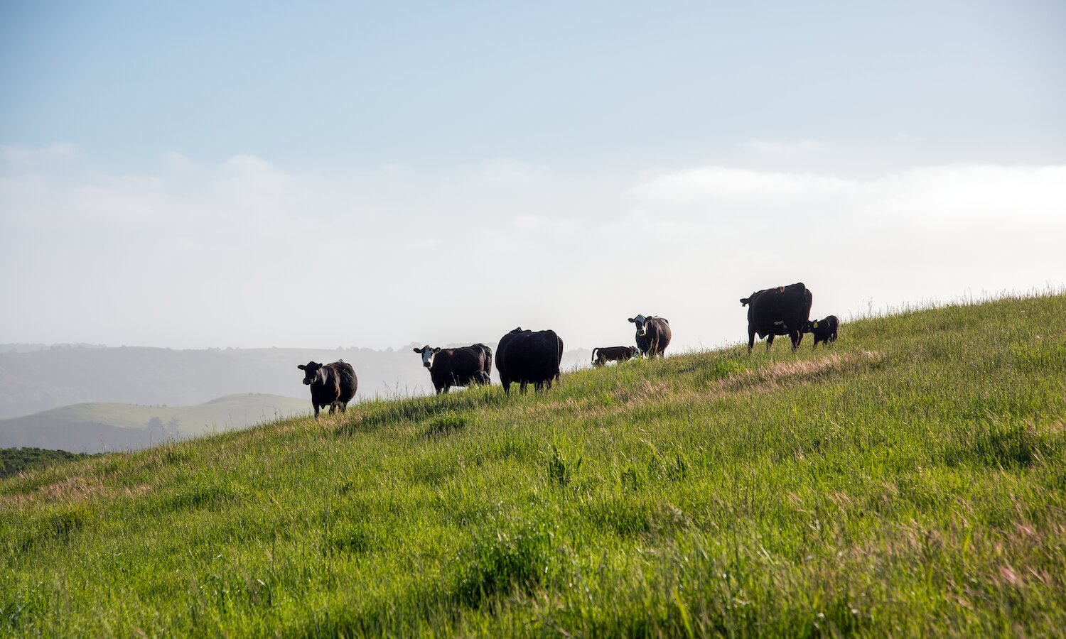 Black cattle grazing on a green hillside at TomKat Ranch